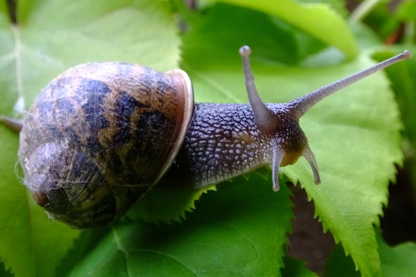 royal gardener shares four ways to get rid of snails and slugs that infest gardens