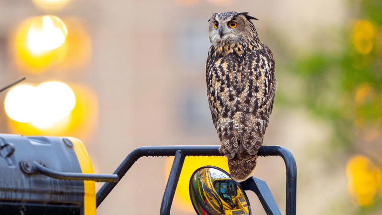 Flaco's Laws introduced to New York City Council in honor of beloved Central Park owl