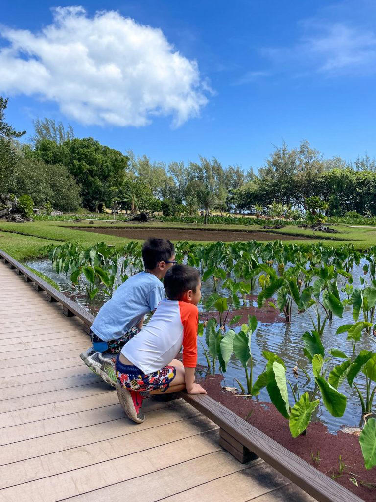 Avoid Vacation Fails: Essential Kauai Tips Every Parent Needs to Know!