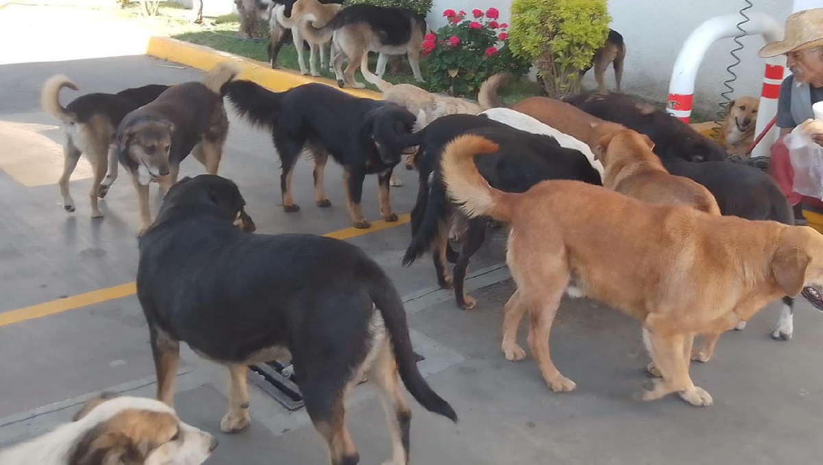 protección animal investiga envenenamiento de mascotas en fraccionamiento de tampico