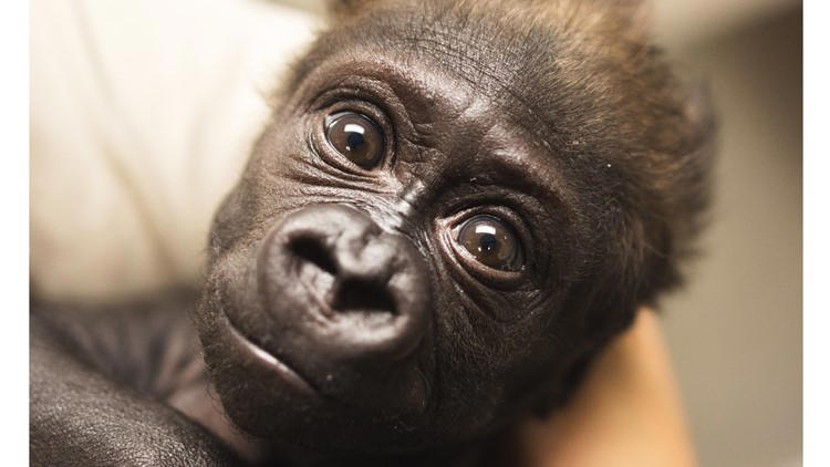 Cleveland Metroparks Zoo shares new update on fostering baby gorilla ...