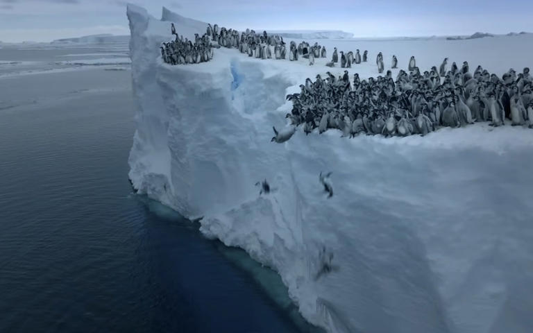 Taking the plunge: emperor penguin chicks jump off the ice shelf for an ocean swim - Bertie Gregory/National Geographic