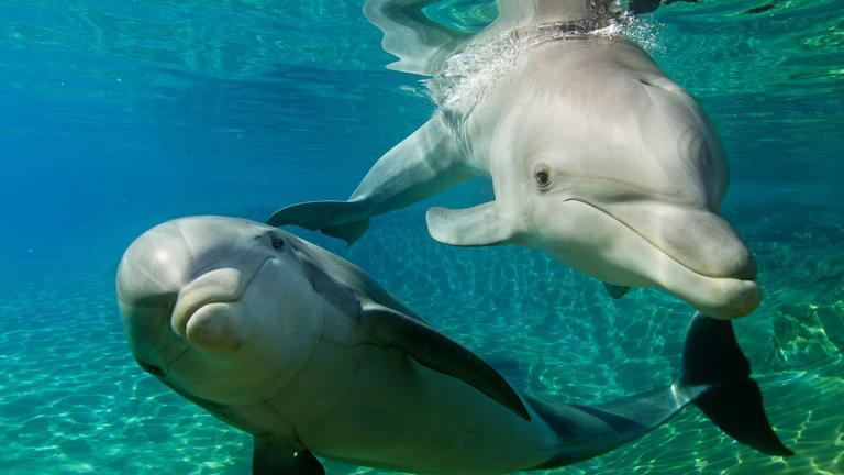 SeaWorld San Diego Celebrates National Dolphin Days