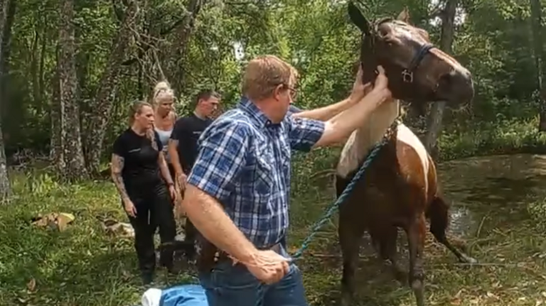 VIDEO: First responders rescue horse drowning in Florida retention pond