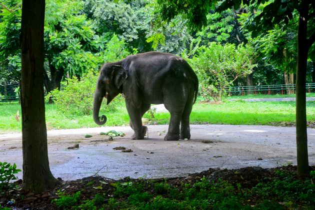 μπανγκλαντές: ελέφαντας χτύπησε μέχρι θανάτου αγόρι κατά τη διάρκεια παράστασης σε ζωολογικό κήπο