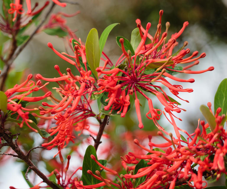 How to grow firebush plants – for a native shrub that hummingbirds adore