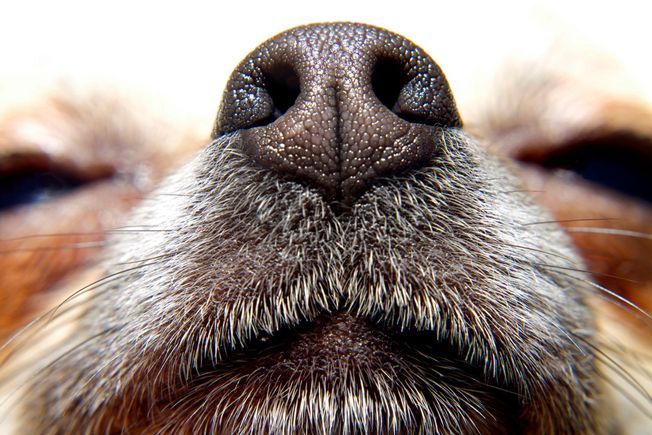 8 faits insolites sur les chiens