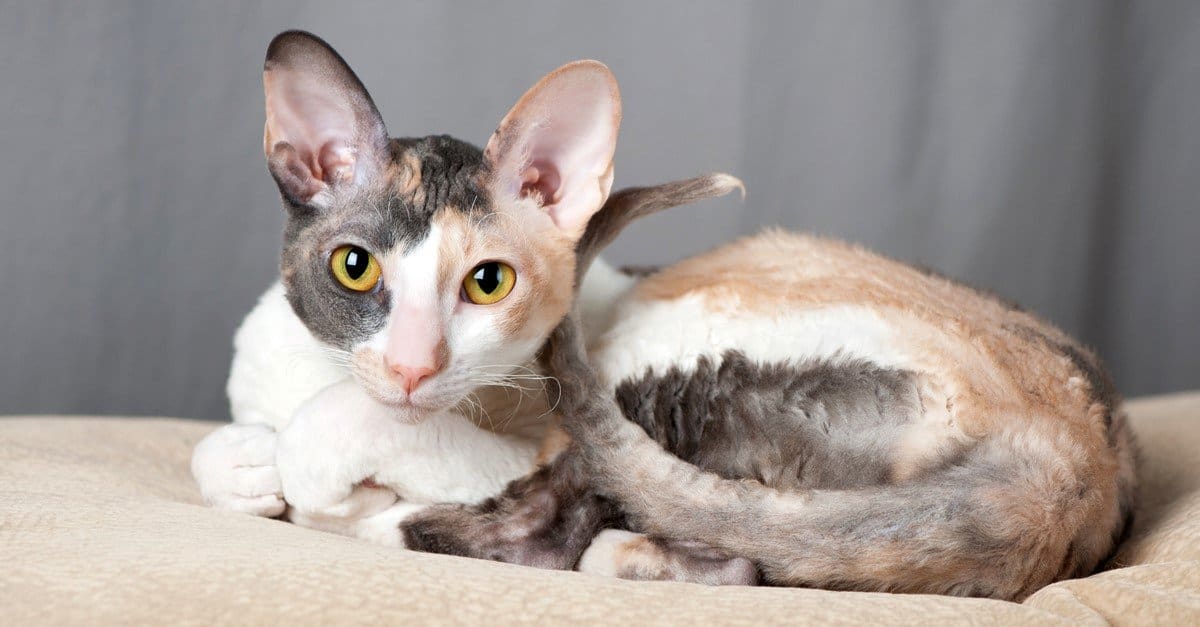 #6 Cornish Rex