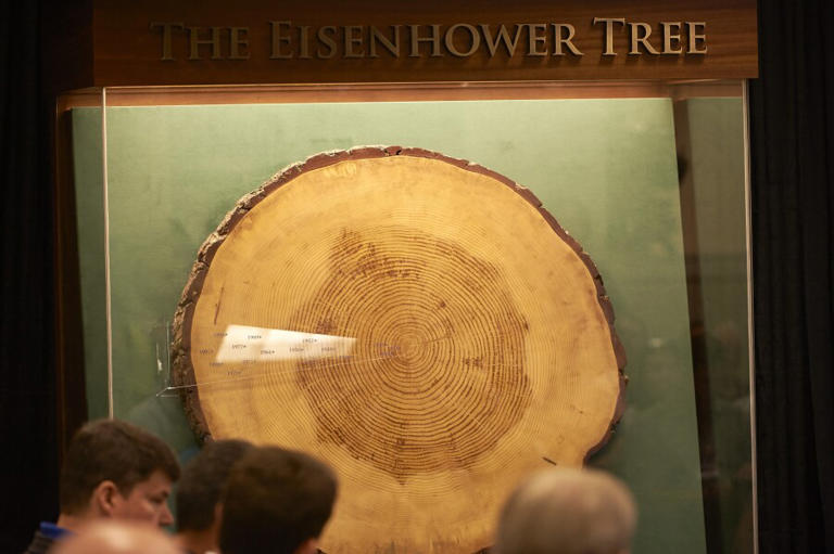 'I hit it so many times, it fell': Remembering the Eisenhower Tree, a ...