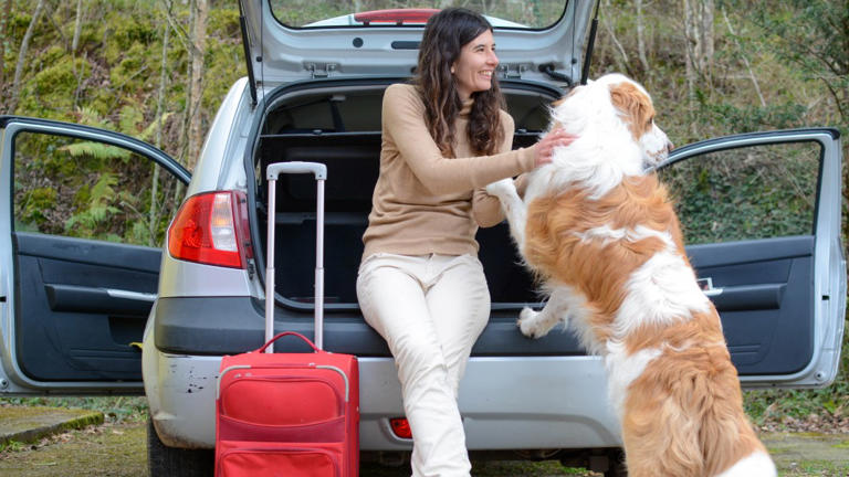 Celebrate National Pet Day by taking your furry best friend on a road trip - here's what you'll need