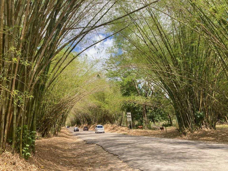 Bamboo Avenue, near YS Falls in southern Jamaica. Numerous American travelers to Jamaica say they're reluctant to leave their resorts because of the State Department's updated travel advisory.