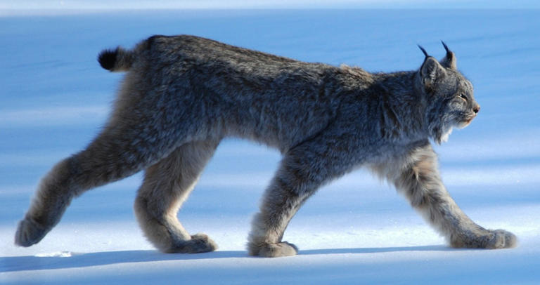 Ancient Burial Unveils Lynx and Dog Connection