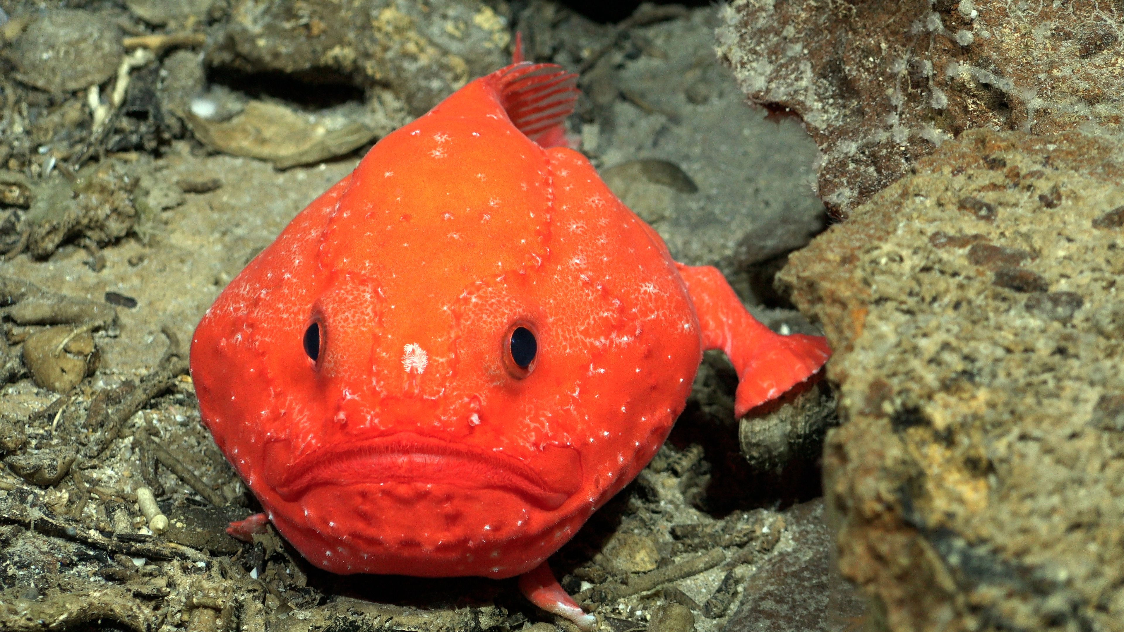 descubren más de 50 nuevas especies submarinas en costas de chile