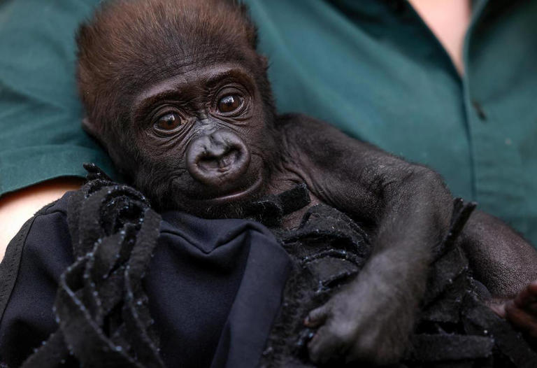 Baby gorilla Jameela ‘incredibly healthy,’ slowly integrating into ...