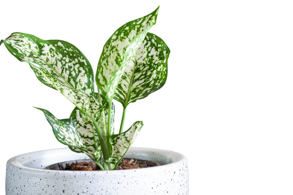 13 Low-maintenance Houseplants That Will Thrive Under Any Condition