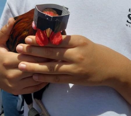 este es rigoberto, el gallo que usó lentes para el eclipse solar en mazatlán