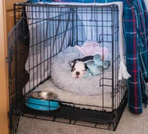 How to crate train a dog with separation anxiety