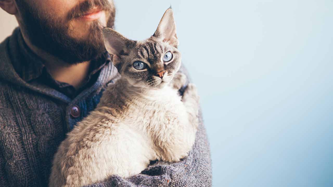 10 Hypoallergenic Cat Breeds For Allergy Sufferers