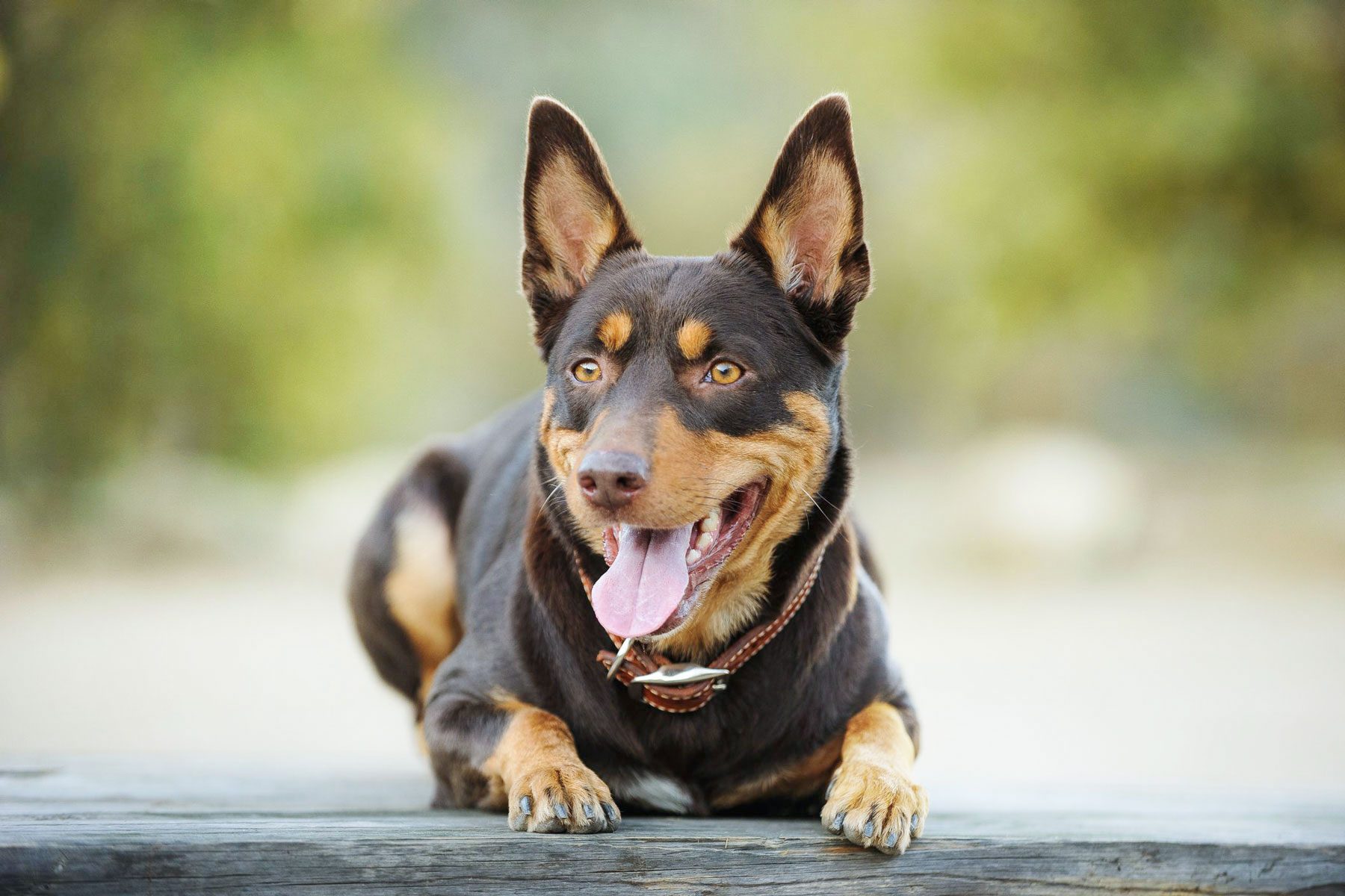 10 Energetic Australian Dog Breeds to Add to Your Family