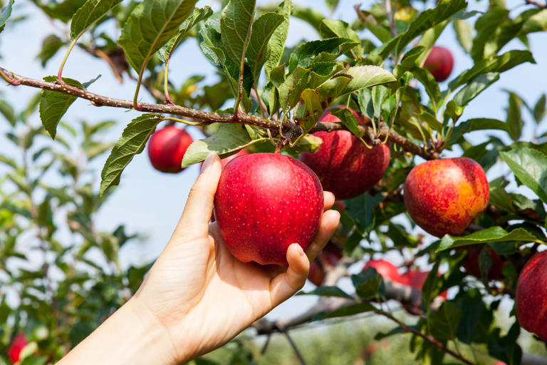 Frutas podem ajudar a reduzir o colesterol ruim