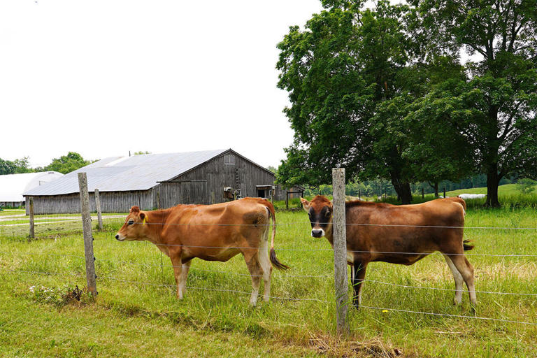 Research finds dairy farmers receptive to methane-reducing seaweed feed