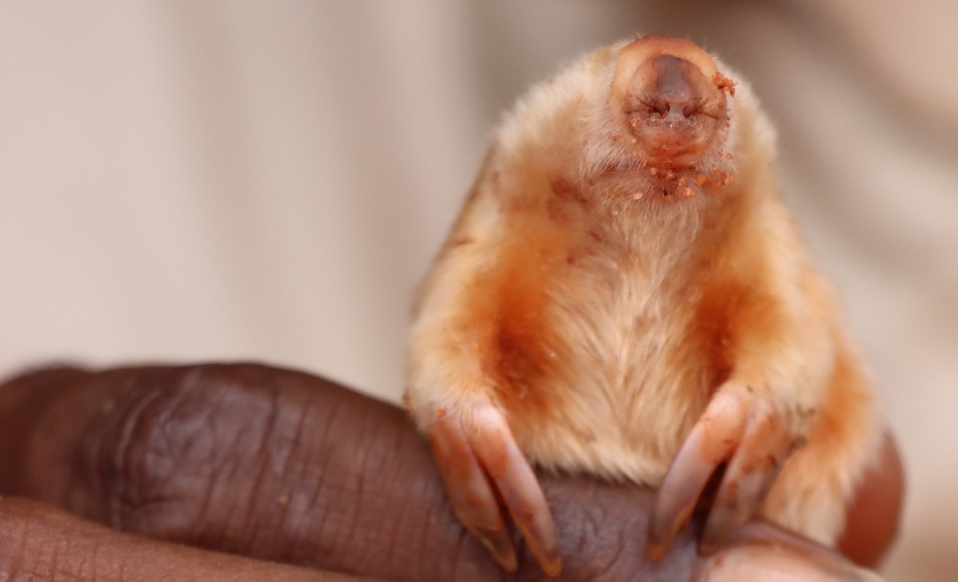 tiny and rare, a blind mole that 'swims' through desert sand is spotted in australia