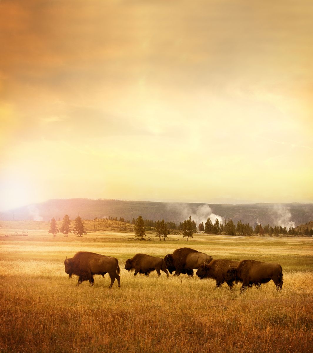 <p>Yellowstone is the ultimate girls' trip destination for outdoor lovers. Whether you want to head to the national park for a wildlife tour, soak in local hot springs, or head on incredible hike, you're sure to feel one with nature. We recommend glamping at Under Canvas for the ultimate luxe outdoor experience—nightly s'mores and stargazing included.</p><p><a class="body-btn-link" href="https://go.redirectingat.com?id=74968X1553576&url=https%3A%2F%2Fwww.tripadvisor.com%2FHotel_Review-g45253-d25246991-Reviews-Under_Canvas_North_Yellowstone_Paradise_Valley-Livingston_Montana.html&sref=https%3A%2F%2Fwww.veranda.com%2Ftravel%2Fweekend-guides%2Fg46628435%2Fbest-places-for-girls-trip-in-usa%2F">Shop Now</a></p>