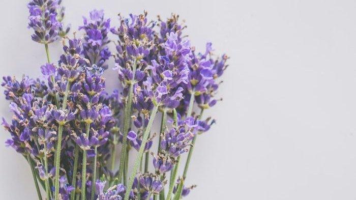 7 manfaat lavender untuk kenyamanan rumah,tak hanya usir nyamuk saja lho