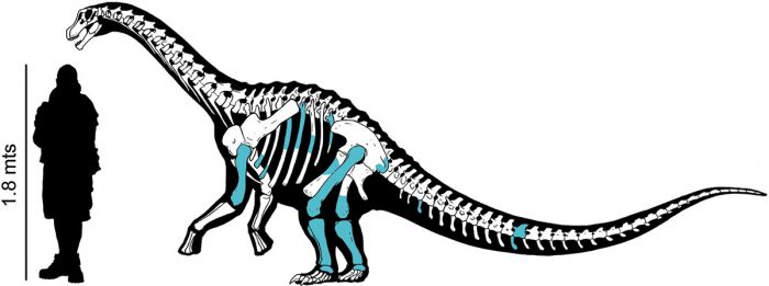 investigadores del conicet hallaron un nuevo dinosaurio en la patagonia y es el primero de su especie