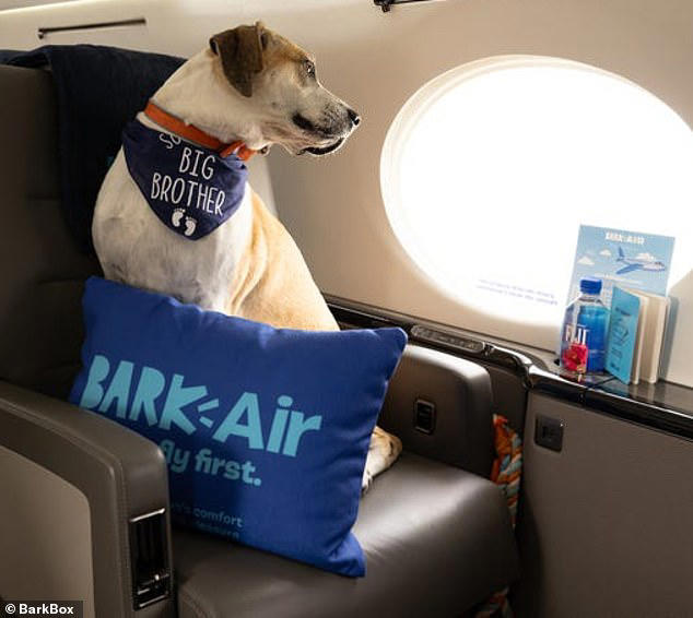 BarkBox launching ultra-luxe private jet for people and their pets