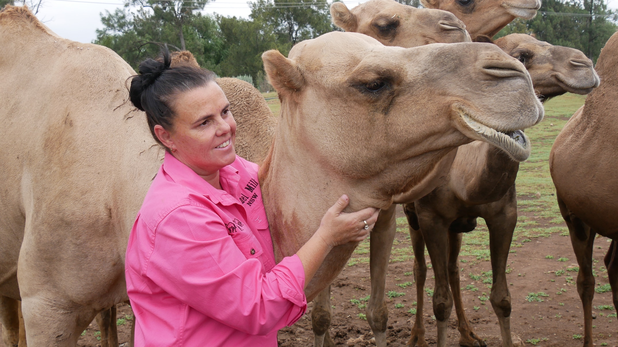 only camel dairy in nsw run by hunter valley farmer michelle phillip near muswellbrook