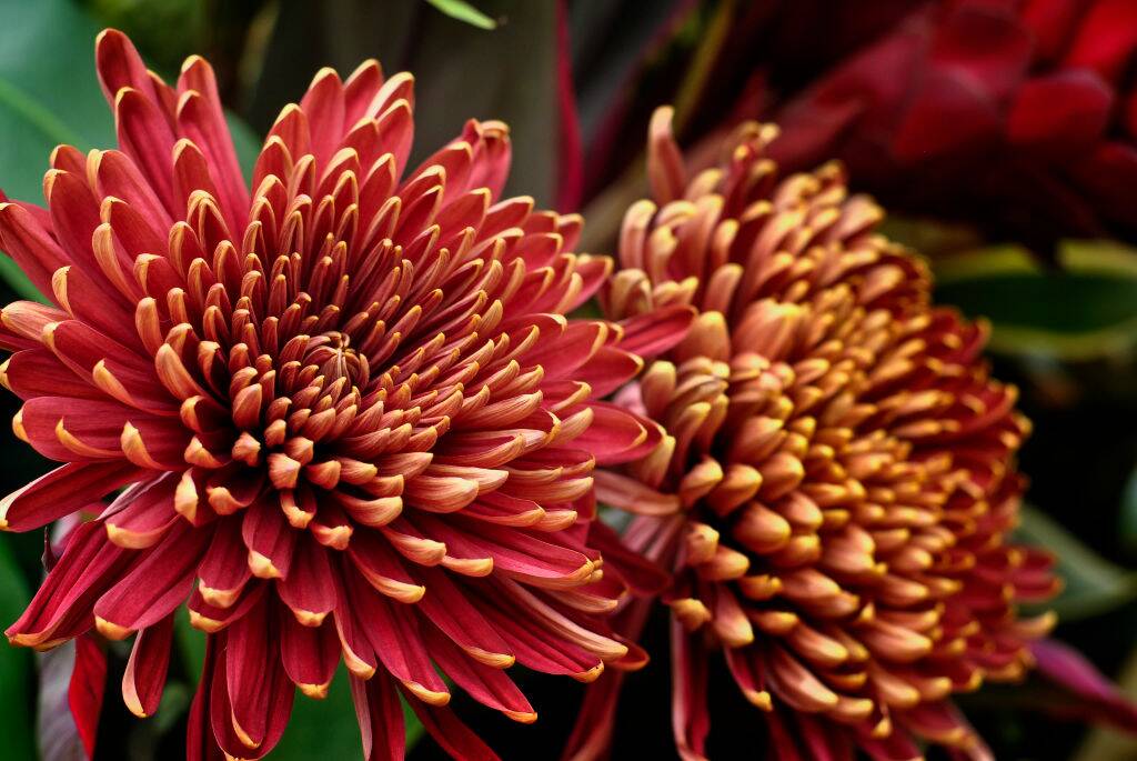 <p>Chrysanthemums are some of the most beautiful and low-maintenance plants available. They come in a wide array of colors, making them an excellent addition to any garden. </p> <p>In addition to their aesthetics, chrysanthemums last a long time, retain their color and texture, and usually re-bloom the following year. This makes them an easy and rewarding choice to plant in gardens. </p>