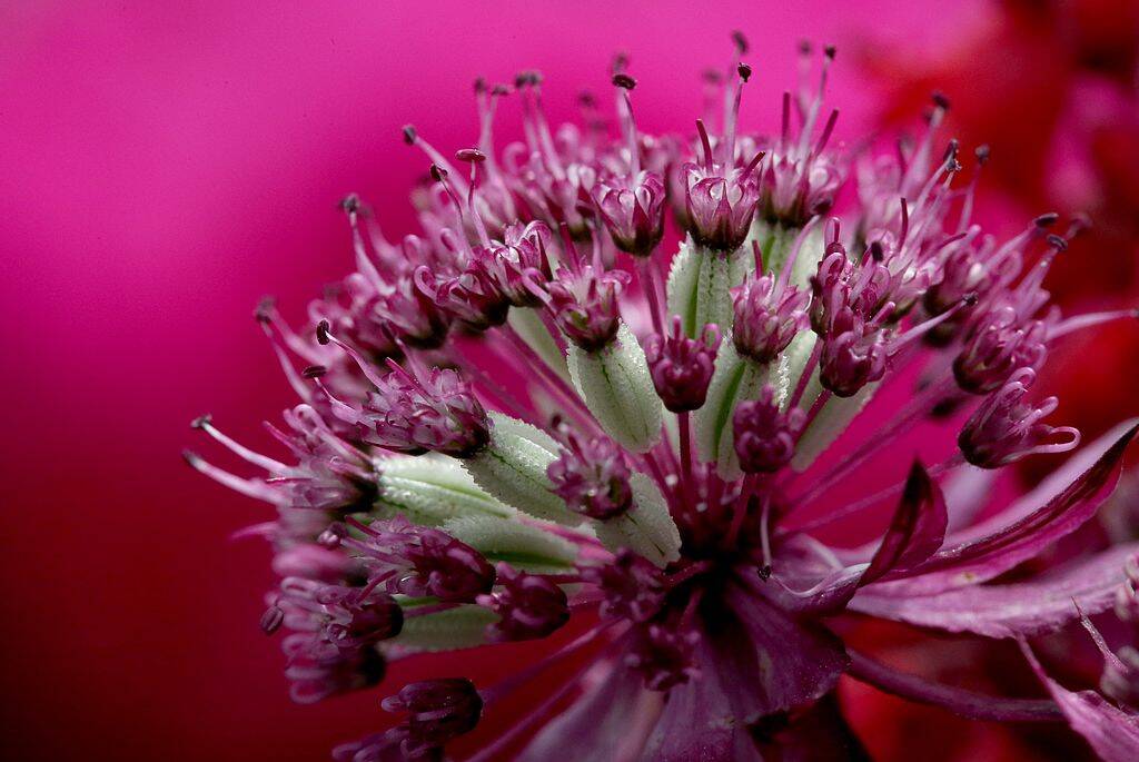 <p>Astrantia flowers, which are also known as masterwort, are a beautiful addition to any garden. What makes them even more appealing is their long-lasting nature, which is due to their ability to thrive in moist soil.</p> <p>For best results, plant them in a spot with partial shade and ensure that the soil remains consistently moist. With their delicate, star-shaped blooms and impressive endurance, Astrantia flowers are a must-have for any gardening enthusiast.</p>