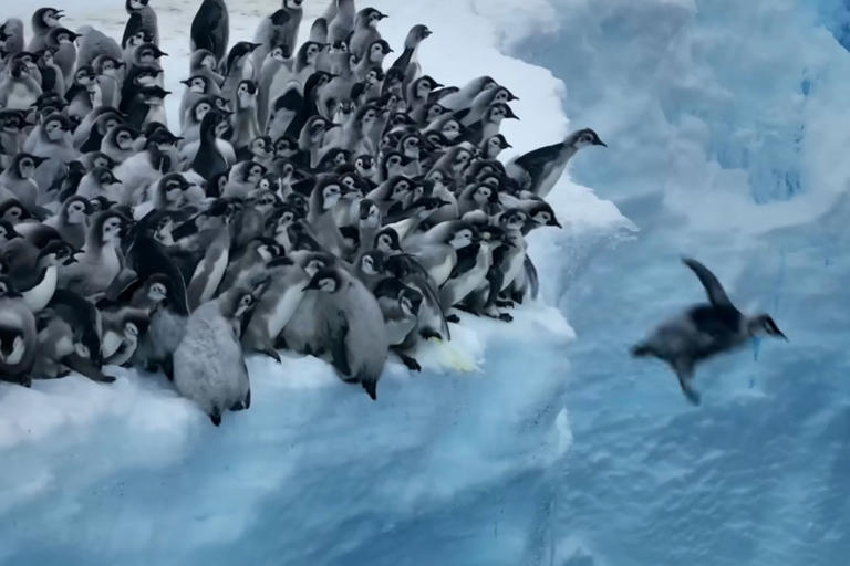 Baby penguins bravely dive off 50-foot cliff for first-ever swim, never ...