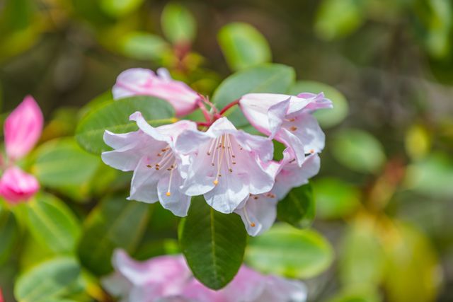 the 9 best companion plants for blueberries (and those to avoid)