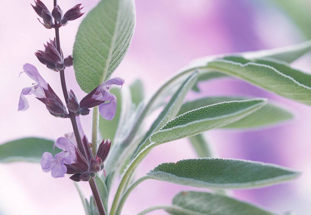 <p>Salvia plants, such as Sages, are known for their longevity and ability to withstand harsh weather conditions. These plants have adapted to drought-prone regions and can survive with minimal watering. The plant's leaves have a thick, waxy coating, which reduces water loss and allows them to stay fresh for longer. </p> <p>Salvia plants have hardiness and resistance to pests and diseases, making them an ideal choice for low-maintenance gardens.</p>