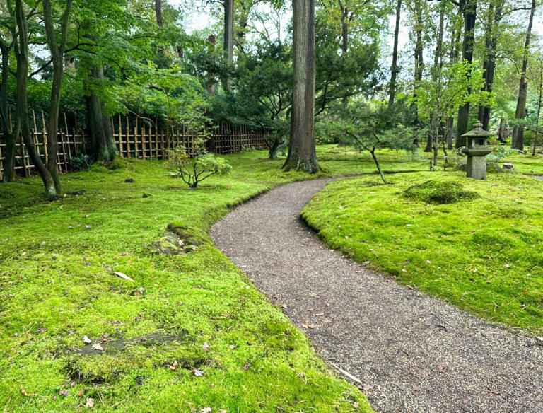 Moss vs. Grass: Rethinking Your Lawn Choices