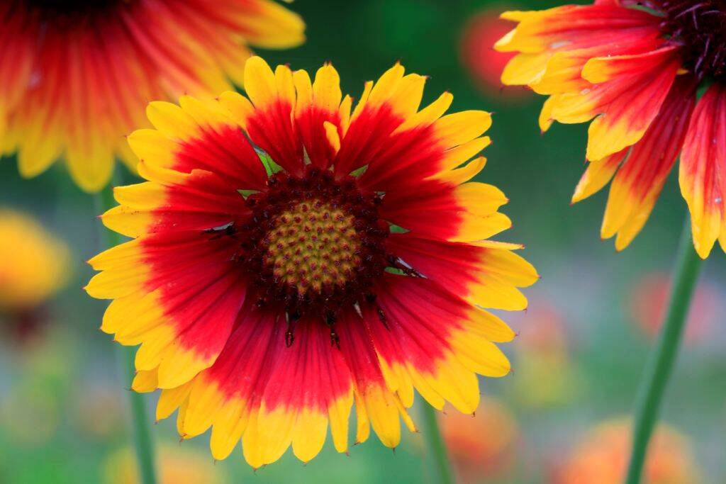 <p>For gardeners looking to add a pop of color to their garden, Gaillardia is an exceptional choice. This plant is not only beautiful, with its red and yellow daisy-like flowers, but it's also incredibly durable. </p> <p>Gaillardia is drought-tolerant and can handle hot and dry conditions, making it an excellent choice for gardens in warmer climates. Plus, it attracts pollinators like butterflies and bees, adding even more life to your garden. </p>
