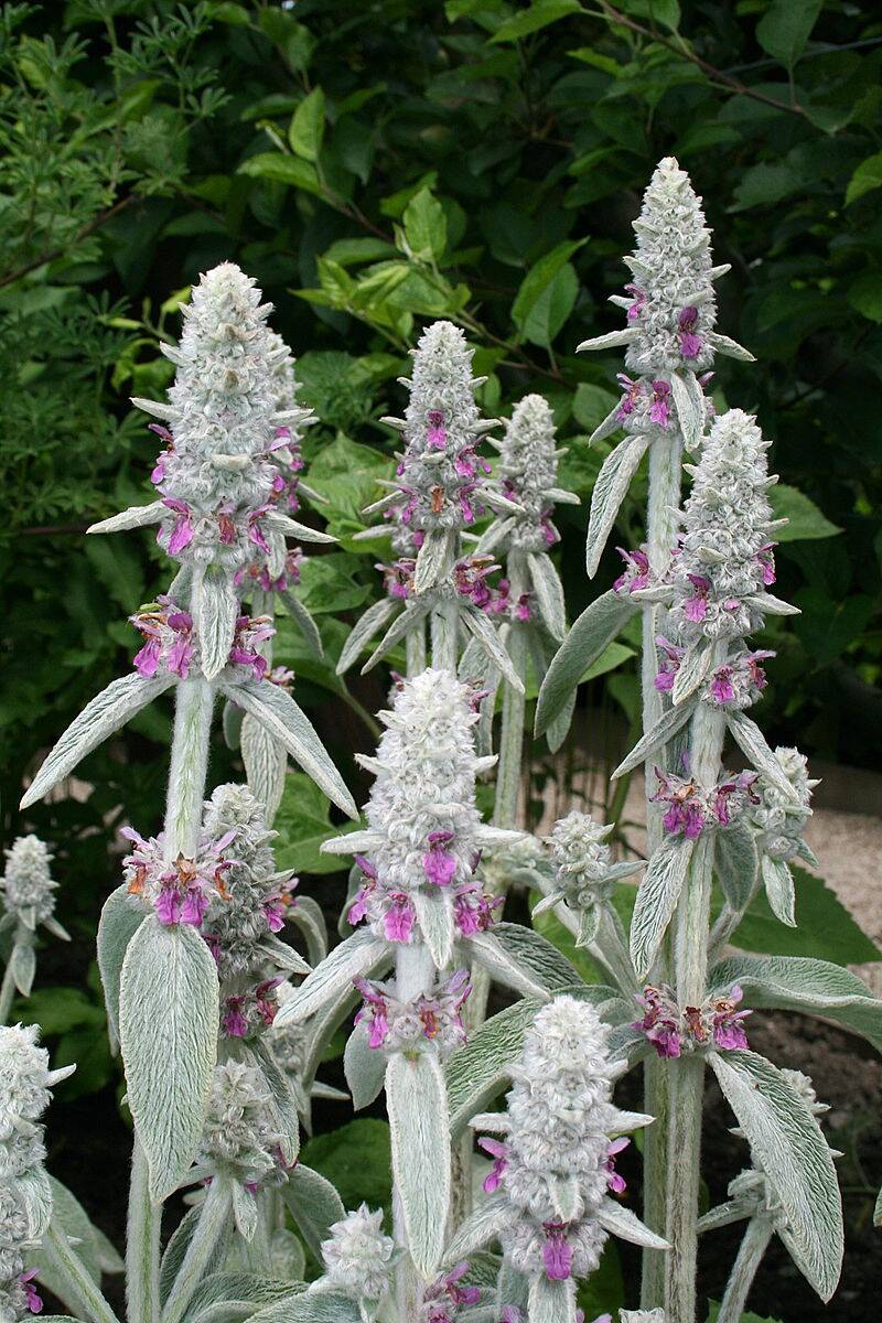 <p>Lamb's Ear plants, also known as Stachy, are a unique and attractive addition to any garden. The plant's fuzzy silvery-green leaves resemble the soft ears of a lamb, which is how it earned its name. </p> <p>Lamb's Ear is a durable perennial that thrives in hot, dry climates and is tolerant of poor soil conditions. Its ability to withstand heat, drought, and pests makes it an excellent choice for low-maintenance gardens. </p>