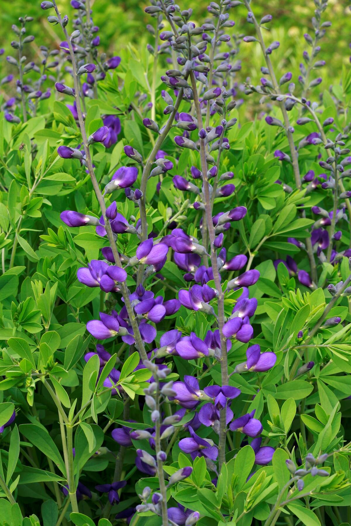 <p>Baptisia, also known as false indigo, is a stunning perennial that is a favorite among gardeners for its longevity. These plants can thrive for decades, thanks to their deep root systems that allow them to access nutrients and water from deep within the soil. </p> <p>When planting Baptisia, ensure that they are in well-drained soil and receive ample sunlight. Trim back the stems after flowering to encourage new growth. </p>
