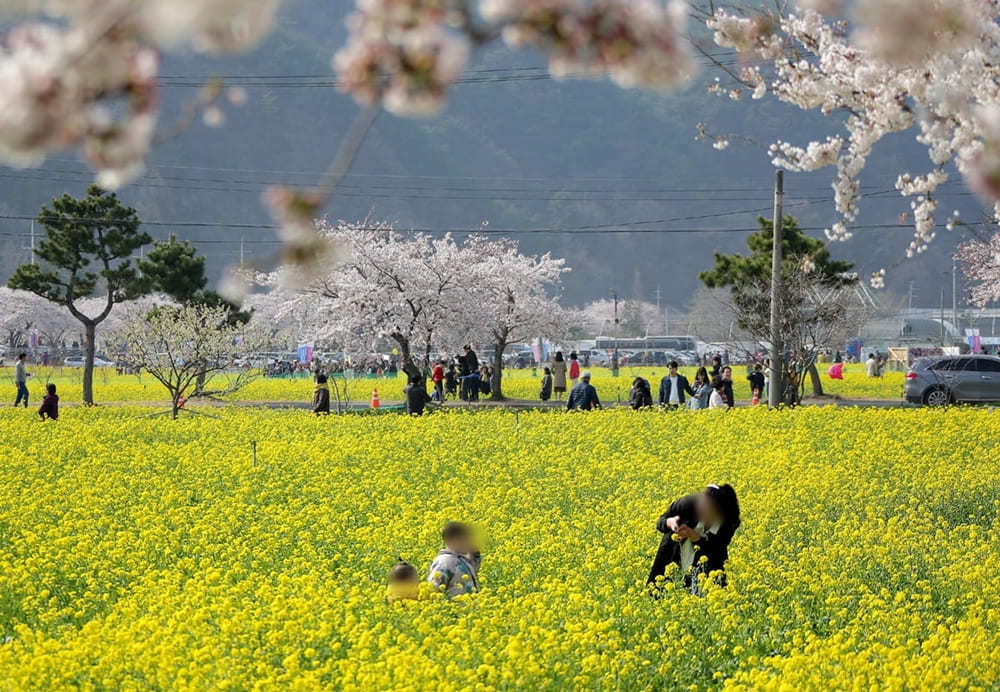 벚꽃축제 놓친 사람들이 봄을 만끽하기 좋은 곳 7