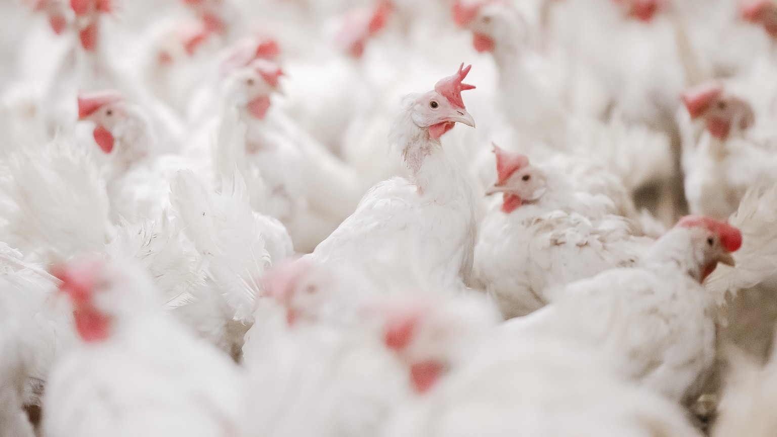 bald soll es keine braunen hühnereier mehr geben in deutschland – was dahintersteckt