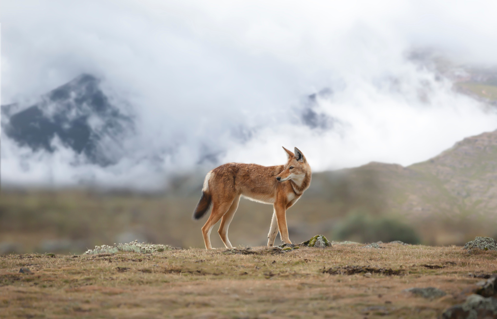 The Most Endangered Animals In Africa