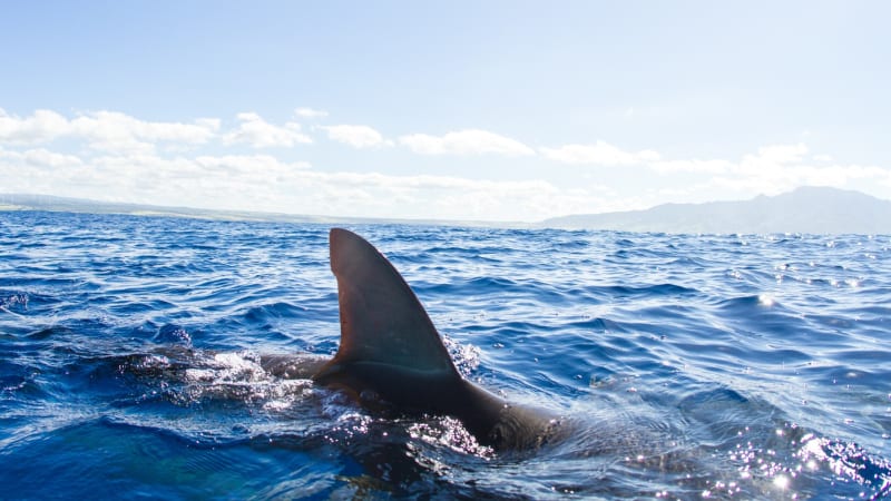 útok žraloka v chorvatsku? lidi vyděsily snímky predátora. expert přišel s vysvětlením