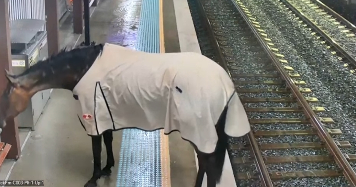 hest står tålmodigt og venter på toget: så tager sagen en uventet drejning