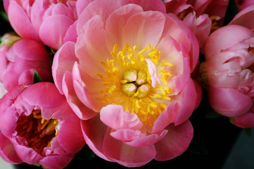 <p>Peonies are an excellent option because they add a vibrant splash of color to any outdoor space. These magnificent flowers have a reputation for being long-lasting and can brighten up your garden for weeks on end. </p> <p>Their longevity is thanks to their robust stems and the fact that they store energy in their roots. </p>