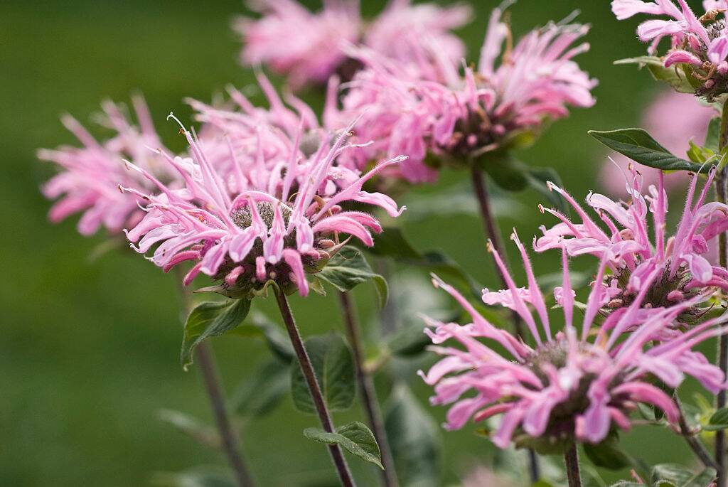 <p>Bee Balm plants boast vibrant hues ranging from crimson to lavender, attracting scores of pollinators with their nectar-rich blooms. These perennials thrive in sunny locations with moist soil but also tolerate partial shade. </p> <p>With their natural resistance to pests and diseases and long blooming period, Bee Balm is a reliable addition to gardens. </p>