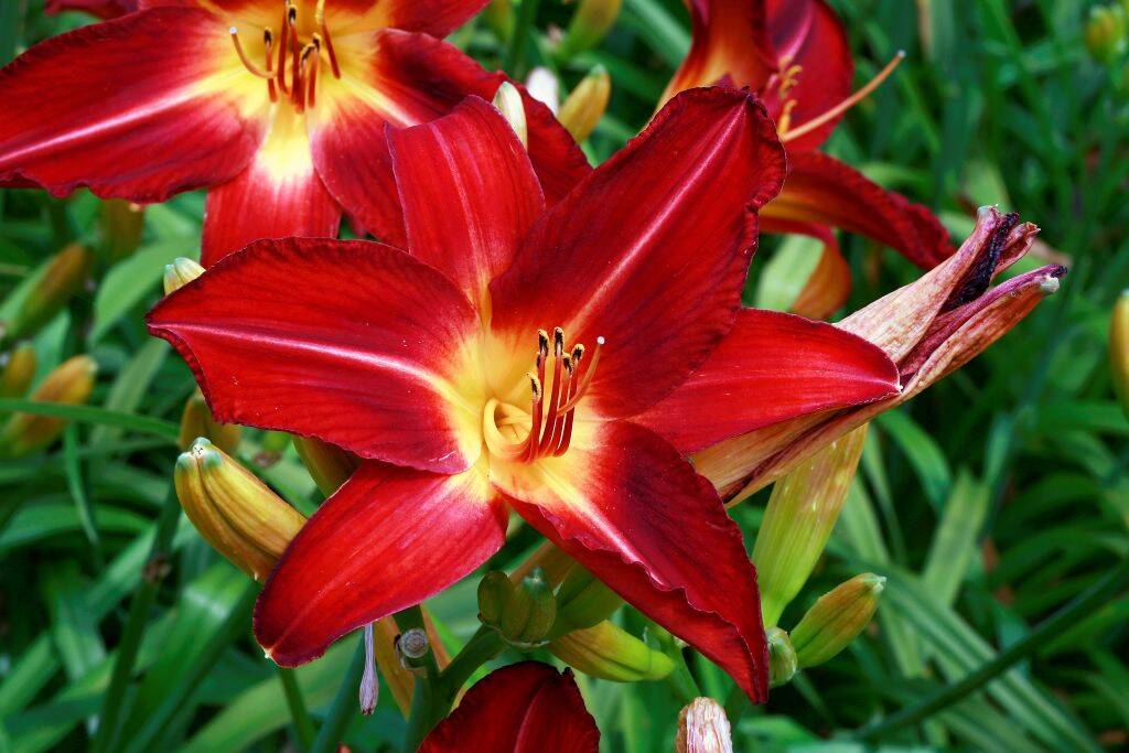 <p>Daylilies are easy and reliable flowering perennials that thrive in most climates. They are known for their long-lasting flowers and an array of colors. Planting daylilies requires full sun and well-drained soil. </p> <p>Planting in spring or autumn gives your daylilies the best start, as they are hardy, but uncertain winters may reduce the performance of established plants. Water regularly, but avoid excess moisture. </p>