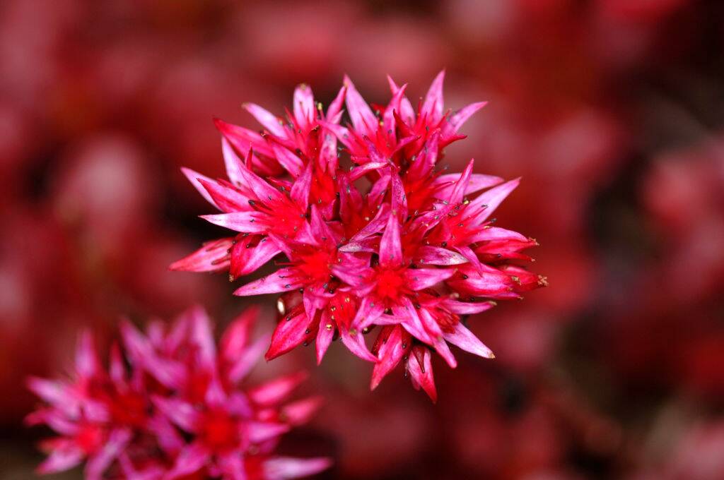 <p>Sedums are a popular choice for any garden due to their long-lasting nature. They can endure extreme temperatures, drought, and frost, making them low-maintenance plants. Sedums also add beautiful texture and color to a garden. </p> <p>For best results, plant them in well-draining soil and keep them in full sun. Water them sparingly as they store water in their leaves.</p>