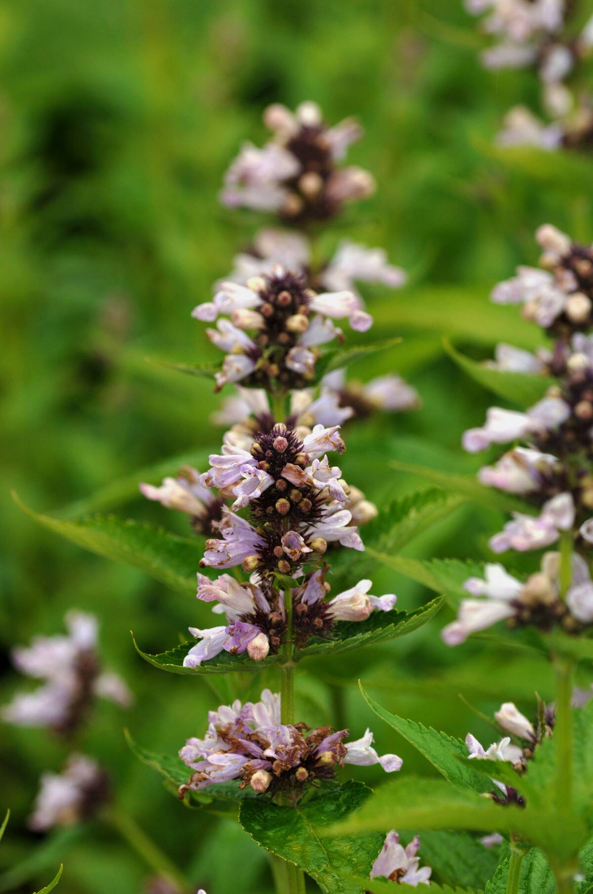 <p>Catmint flowers, also known as Nepeta, are a hardy and reliable addition to any garden. Their long-lasting blooms are a result of their ability to self-seed and naturalize, ensuring a beautiful display year after year. </p> <p>Gardeners should consider planting varieties such as Walker's Low for its attractive blue flowers or Junior Walker for its compact size. Catmint also attracts pollinators, making it a great choice for eco-conscious gardeners.</p>